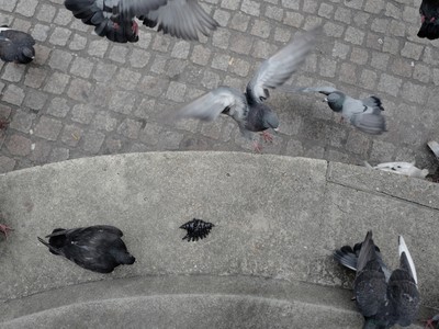 Shell Hair Comb - © D'heygere